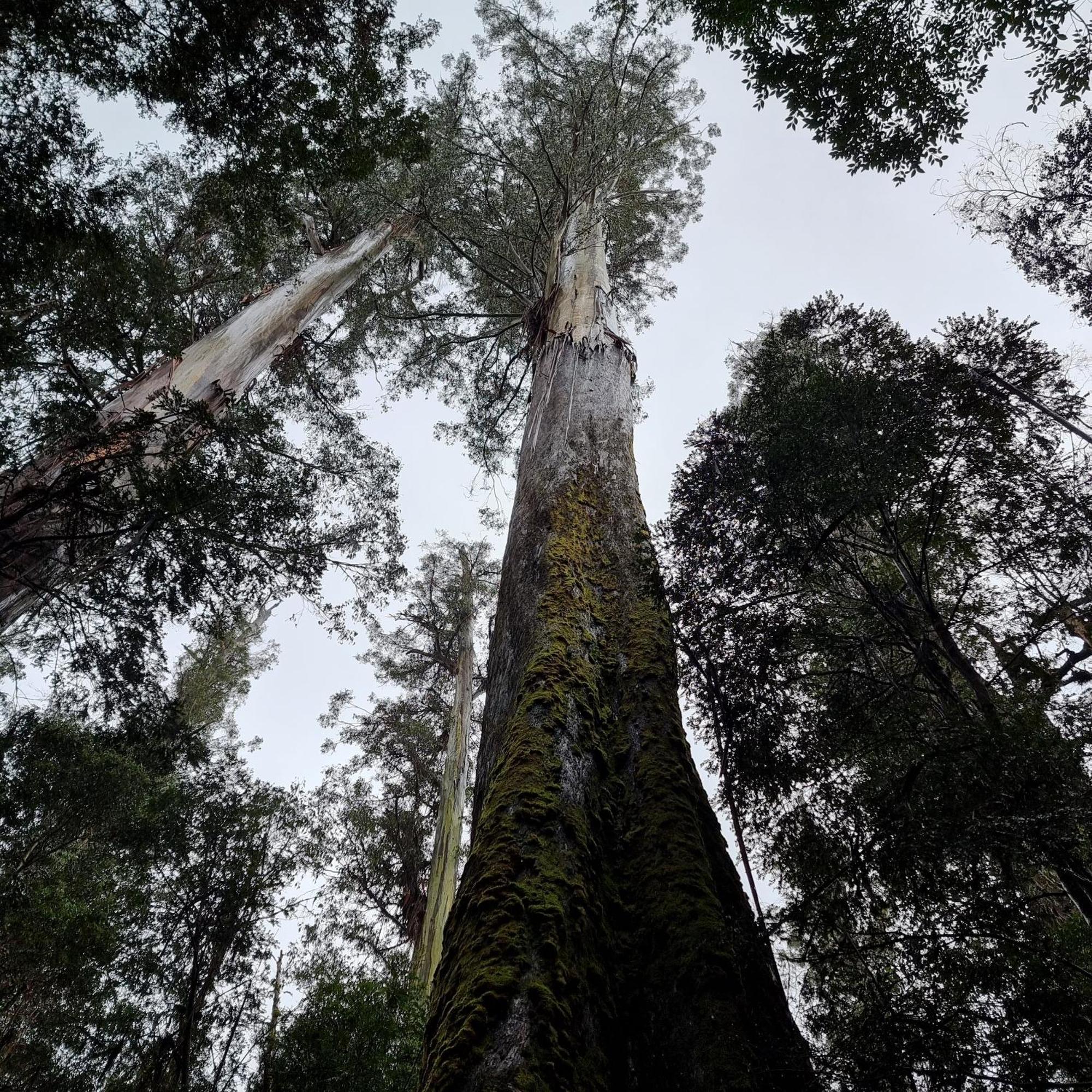 Russell Falls Holiday Cottages National Park Extérieur photo